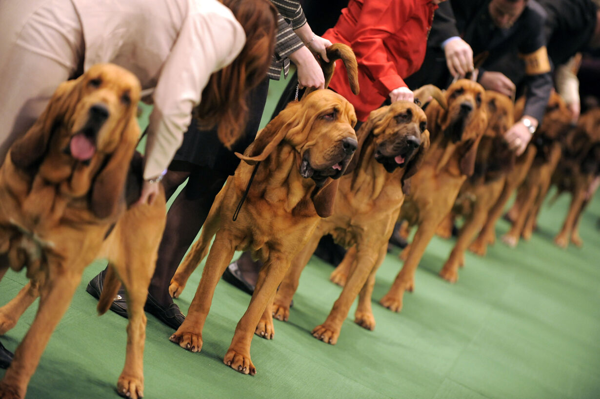 Национальная выставка собак