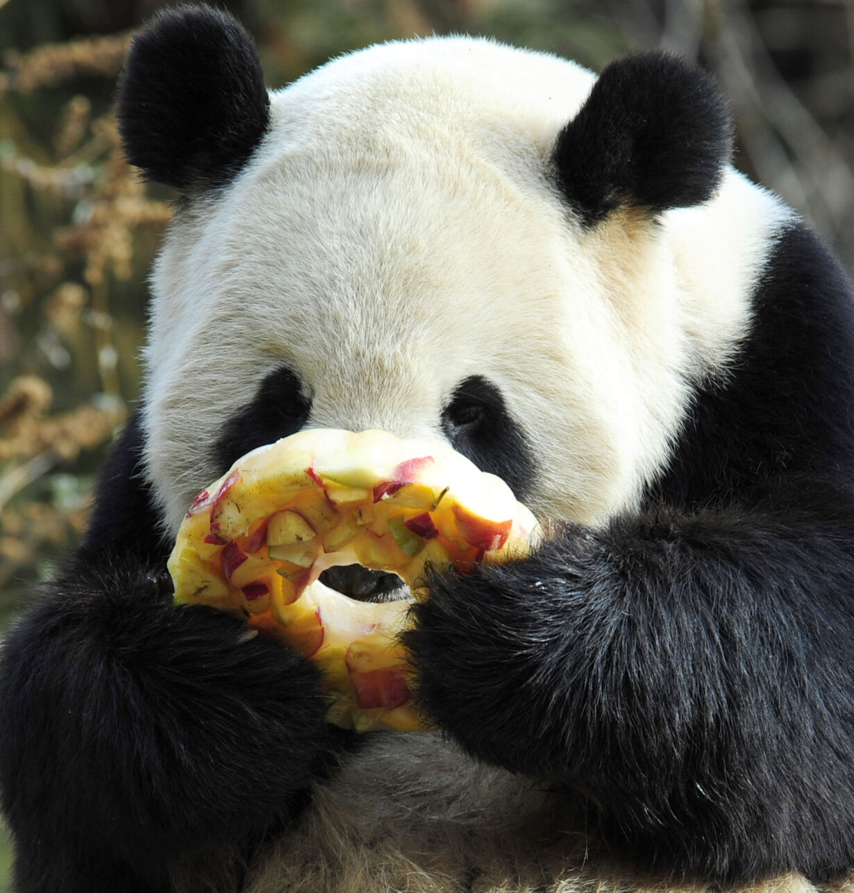 Панды едят мясо. Гигантская Панда. Большая Панда ест бамбук. Питание панды. Смешная Панда.