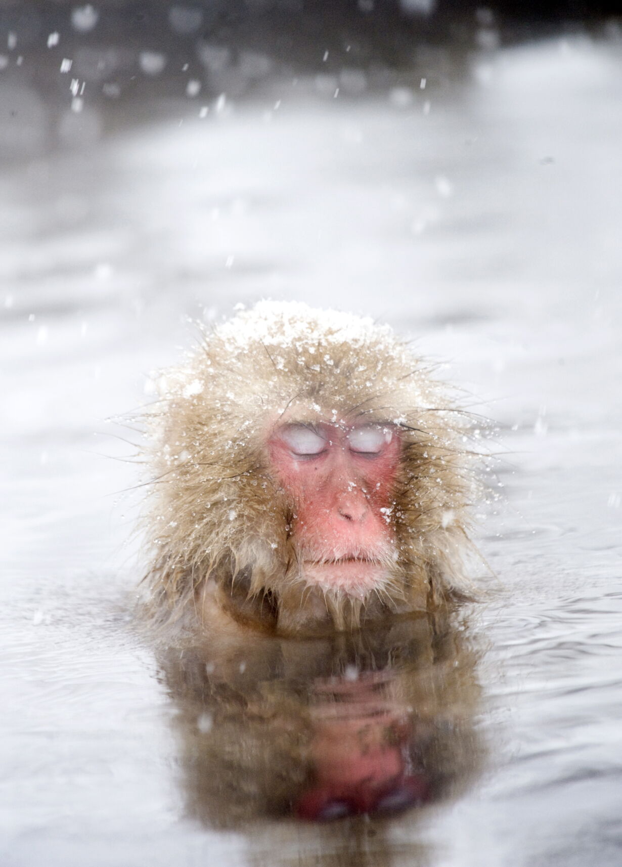 Обезьяна купается в теплой воде группа. Японские макаки. Японские макаки в горячих источниках зимой. Японский макак в горячем источнике. Обезьянки в горячем источнике.