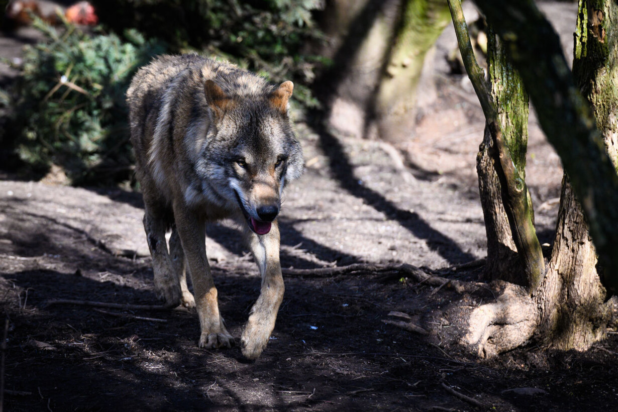 overvælde sikkerhedsstillelse fattigdom Naturvejleder tog fejl - ulv i Vejle viste sig at være en hund