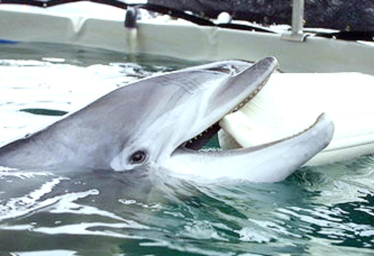 Delfiner redder fire haj