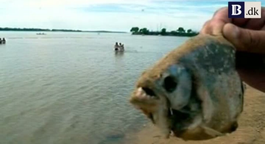 Нападение реки. Рыбы-пираньи нападение. Пираньи нападают на людей.